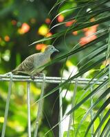 A wild dove bird or Javanese turtle dove or Geopelia striata is resting and looking for food on the terrace with blurry green backyard. photo
