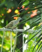 A wild dove bird or Javanese turtle dove or Geopelia striata is resting and looking for food on the terrace with blurry green backyard. photo