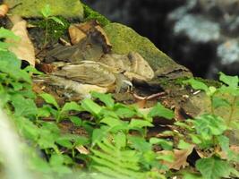 Eyebrowed Thrush Bird or Turdus obscures or Eyebrowed Thrush, White browed Thrush, Dark Thrush. A beautiful bird from Siberia. It is strongly migratory, wintering south to China and Southeast Asia. photo