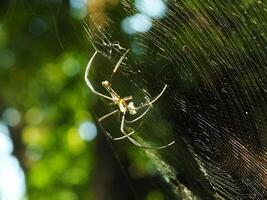 araña en el telaraña con natural verde bosque antecedentes. un grande araña murga pacientemente en sus web para algunos presa foto