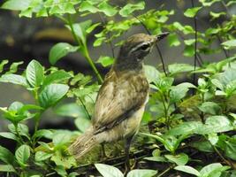 Eyebrowed Thrush Bird or Turdus obscures or Eyebrowed Thrush, White browed Thrush, Dark Thrush. A beautiful bird from Siberia. It is strongly migratory, wintering south to China and Southeast Asia. photo