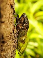 Macro photo close up of a Cicada Insect, Cicada perched on a branch in its natural habitat. Cicadomorpha an insect that can make sound by vibrating its wings.