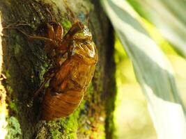 Molting cicada on a tree. Cicadas life cycle in nature forest. insect larva photo