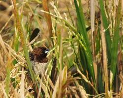 el javanés munia pájaro, es un pequeño pájaro por lo general perca en seco arroz plantas en el medio de arroz campos a Mira para comida foto
