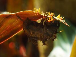 A group of weaver ants doing a team work for biting a cicadas insects. photo