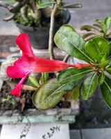 Adenium arabicum flower or desert rose or Pink red azalea blooming beautifully in the garden. photo