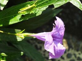 Morning sunlight, beautiful scenery of a purple flower and a small grasshopper take a rest on a leaf at the botanical garden. macro photography. close up. photo