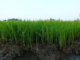 cerca arriba foto de arroz semillas Listo a ser plantado. arrozal cultivo. rural agrícola concepto imagen. verde planta comida inmuebles