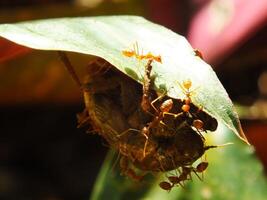 un grupo de tejedor hormigas haciendo un equipo trabajo para mordiendo un cigarras insectos foto