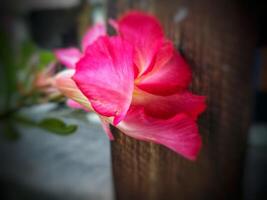 Adenium arabicum flower or desert rose or Pink red azalea blooming beautifully in the garden. photo