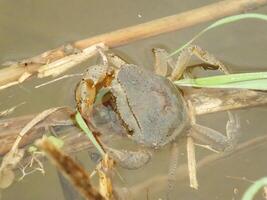 Brown Rice Crabs in wetlands live among dry rice branches submerged in water. Commonly found on rice field. This species is a fresh water crab commonly found at rural area rice field photo