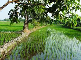 Beautiful scenery of green rice field. Landscape of the agricultural Oryza sativa field. Rural ambience in the morning photo