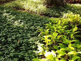 beautiful and fresh leaves highlighted by the beautiful sun on the morning of the botanical garden. Morning sunlight on the forest photo