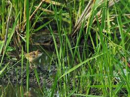 Cisticola juncidis or Cici Padi in Indonesia language are a genus of very small insectivorous birds formerly classified in the Old World warbler family Sylviidae. photo