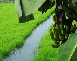 close up photo of unripe banana fruit on a tree with green paddy field background