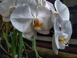 phalaenopsis orquídea flor en el jardín a verano día para belleza tarjeta postal y agricultura idea concepto diseño foto