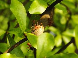 Selective focus of a red weaver ants colony walking on tree branch with nature background photo