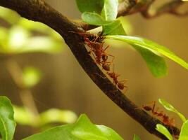 Selective focus of a red weaver ants colony walking on tree branch with nature background photo