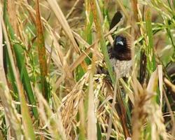 The Javanese munia bird, is a little bird usually perch on dry rice plants in the middle of rice fields to look for food photo