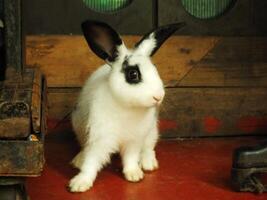 linda gracioso y mullido negro y blanco Conejo en el granero. adorable mascotas con suave pelusa foto