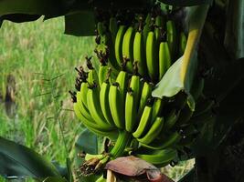 close up photo of unripe banana fruit on a tree with green paddy field background