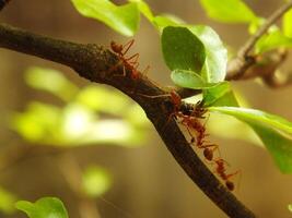 selectivo atención de un rojo tejedor hormigas colonia caminando en árbol rama con naturaleza antecedentes foto