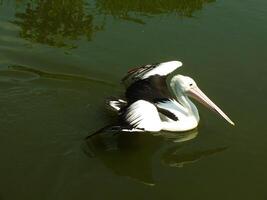 imagen de australiano pelícano pájaro nadando en un lago a soleado días. pelecano conspicillato es un acuático pájaro. foto