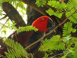 loro molucas eclectus o eclectus roratus. es un vistoso loro pájaro, y un nativo especies de indonesio foto