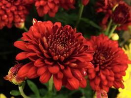 color collection of chrysanthemum flowers blooming. Nature Autumn Floral background. Many Chrysanthemum flowers growing in pots for sale in florist's shop photo