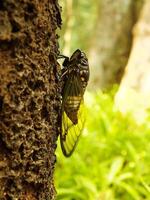 Macro photo close up of a Cicada Insect, Cicada perched on a branch in its natural habitat. Cicadomorpha an insect that can make sound by vibrating its wings.