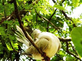 Wild Collared Dove perching on branch, low angle view. Also known as an Eurasian collared dove, is a dove species native to Europe and Asia. photo