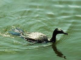 pequeño negro cormorán pájaro nadando en el lago a soleado días. esta es acuático pájaro es muy bueno en pescado caza foto