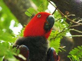 Parrot Moluccan Eclectus or Eclectus roratus. is a colorful parrot bird, and a native species of Indonesian photo