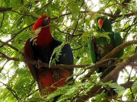 loro molucas eclectus o eclectus roratus. es un vistoso loro pájaro, y un nativo especies de indonesio foto