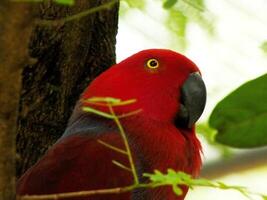 loro molucas eclectus o eclectus roratus. es un vistoso loro pájaro, y un nativo especies de indonesio foto