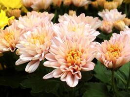 color collection of chrysanthemum flowers blooming. Nature Autumn Floral background. Many Chrysanthemum flowers growing in pots for sale in florist's shop photo