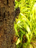 Macro photo close up of a Cicada Insect, Cicada perched on a branch in its natural habitat. Cicadomorpha an insect that can make sound by vibrating its wings.