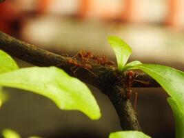 Selective focus of a red weaver ants colony walking on tree branch with nature background photo