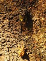 Macro photo close up of a Cicada Insect, Cicada perched on a branch in its natural habitat. Cicadomorpha an insect that can make sound by vibrating its wings.