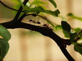 Selective focus of a red weaver ants colony walking on tree branch with nature background photo