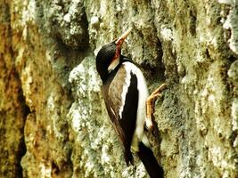 asiático de varios colores estornino, o gracupica contra o sturnus contra o urén estornino es un especies de estornino encontró en el indio subcontinente y Sureste Asia. foto