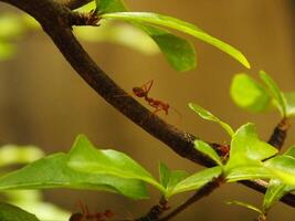 Selective focus of a red weaver ants colony walking on tree branch with nature background photo