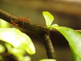 Selective focus of a red weaver ants colony walking on tree branch with nature background photo