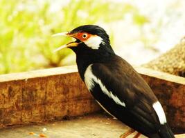 Asian Pied Starling, or Gracupica contra or Sturnus contra or Uren starling is a species of starling found in the Indian Subcontinent and Southeast Asia. photo