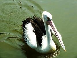 imagen de australiano pelícano pájaro nadando en un lago a soleado días. pelecano conspicillato es un acuático pájaro. foto