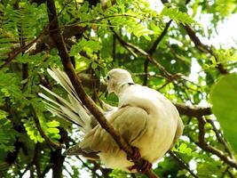 Wild Collared Dove perching on branch, low angle view. Also known as an Eurasian collared dove, is a dove species native to Europe and Asia. photo