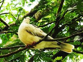 Wild Collared Dove perching on branch, low angle view. Also known as an Eurasian collared dove, is a dove species native to Europe and Asia. photo