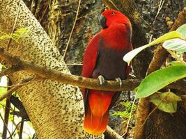 Parrot Moluccan Eclectus or Eclectus roratus. is a colorful parrot bird, and a native species of Indonesian photo