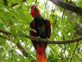 loro molucas eclectus o eclectus roratus. es un vistoso loro pájaro, y un nativo especies de indonesio foto