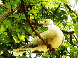 Wild Collared Dove perching on branch, low angle view. Also known as an Eurasian collared dove, is a dove species native to Europe and Asia. photo